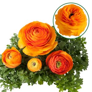Bild von Ranonkel P12 Orange